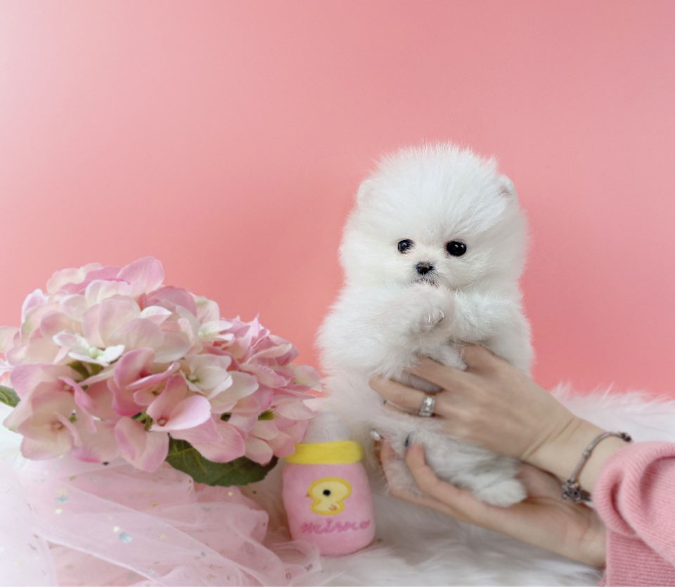 포메라니안