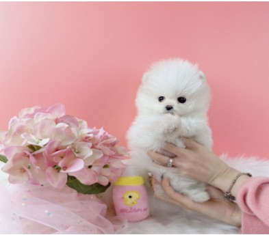 포메라니안
