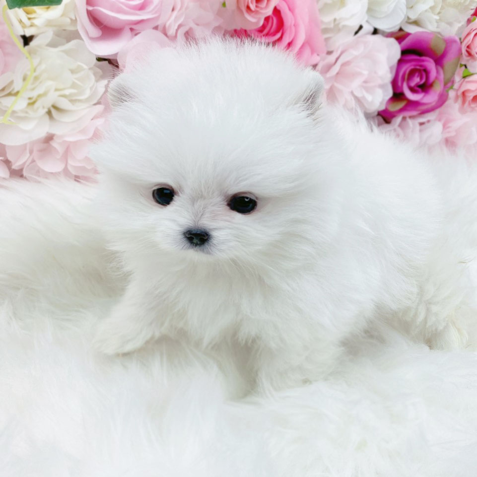 포메라니안