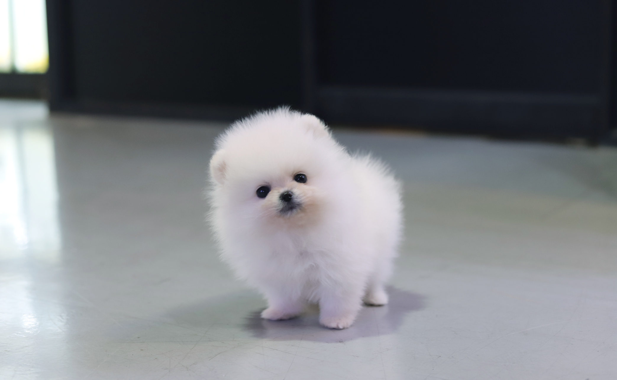 포메라니안