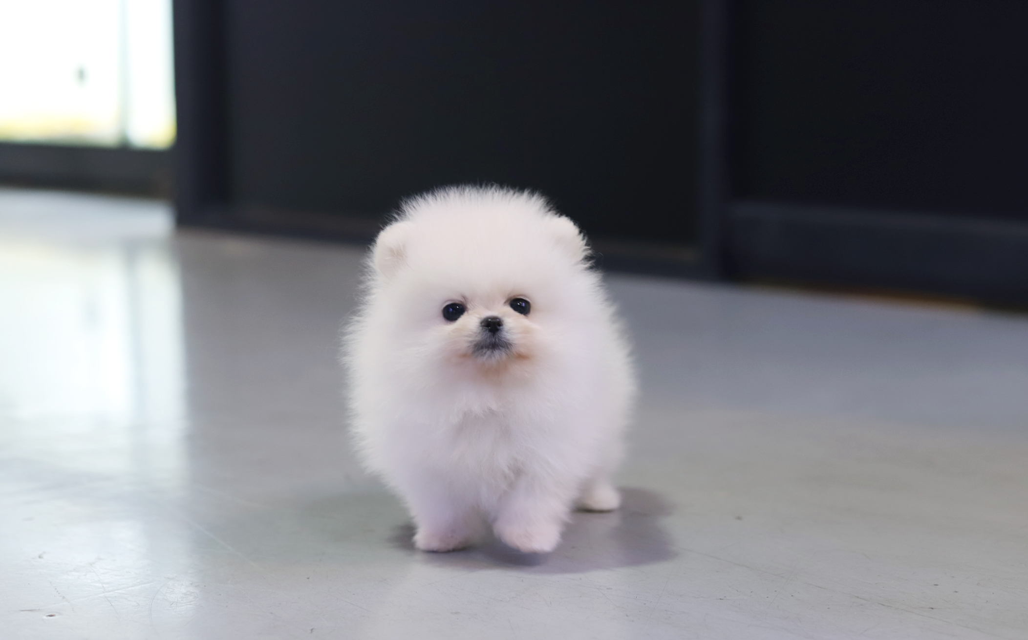 포메라니안
