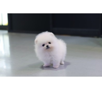 포메라니안