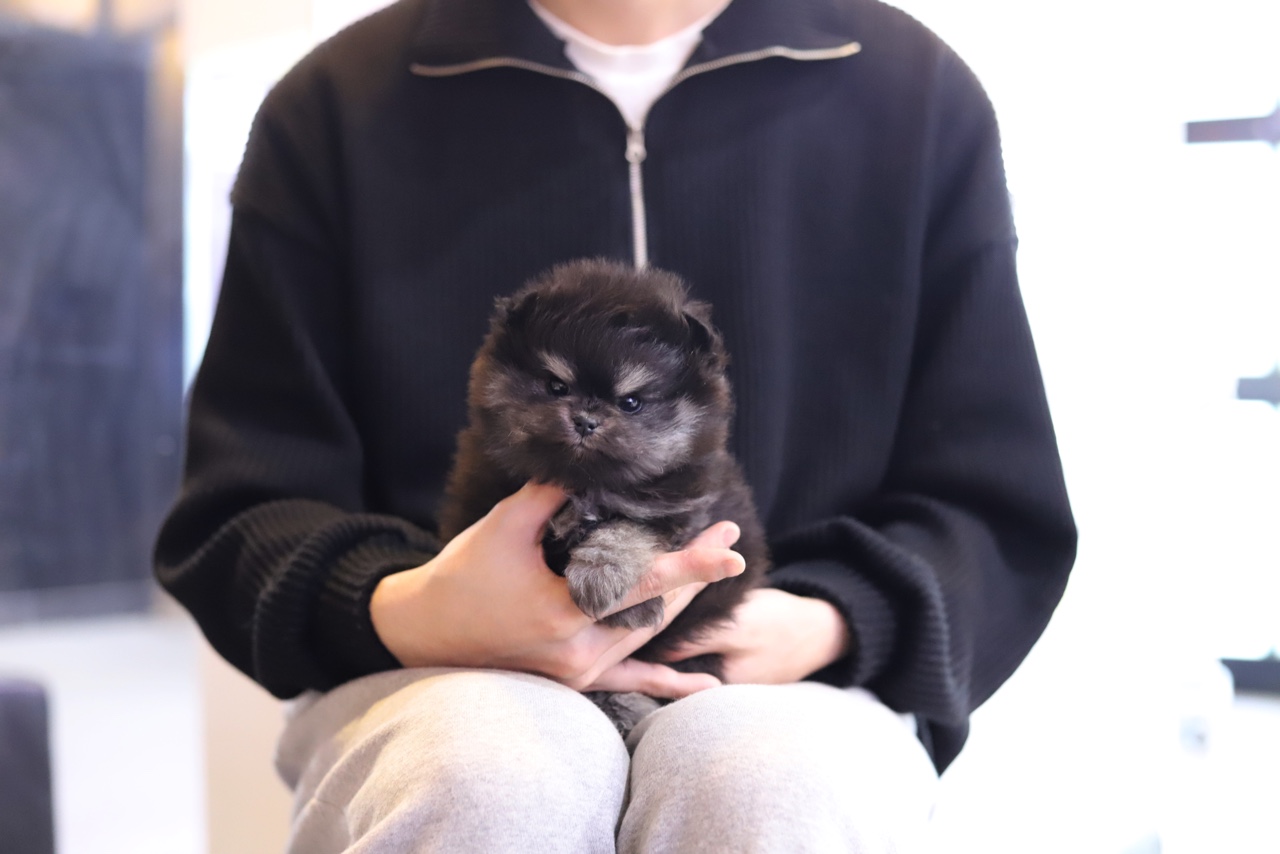 포메라니안