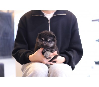 포메라니안