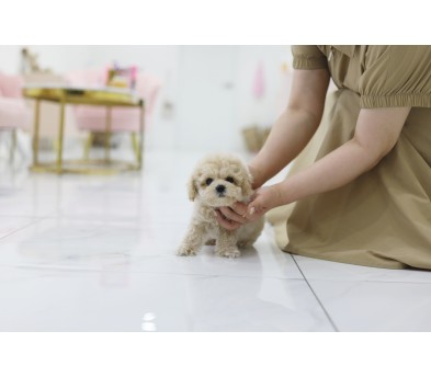 토이푸들