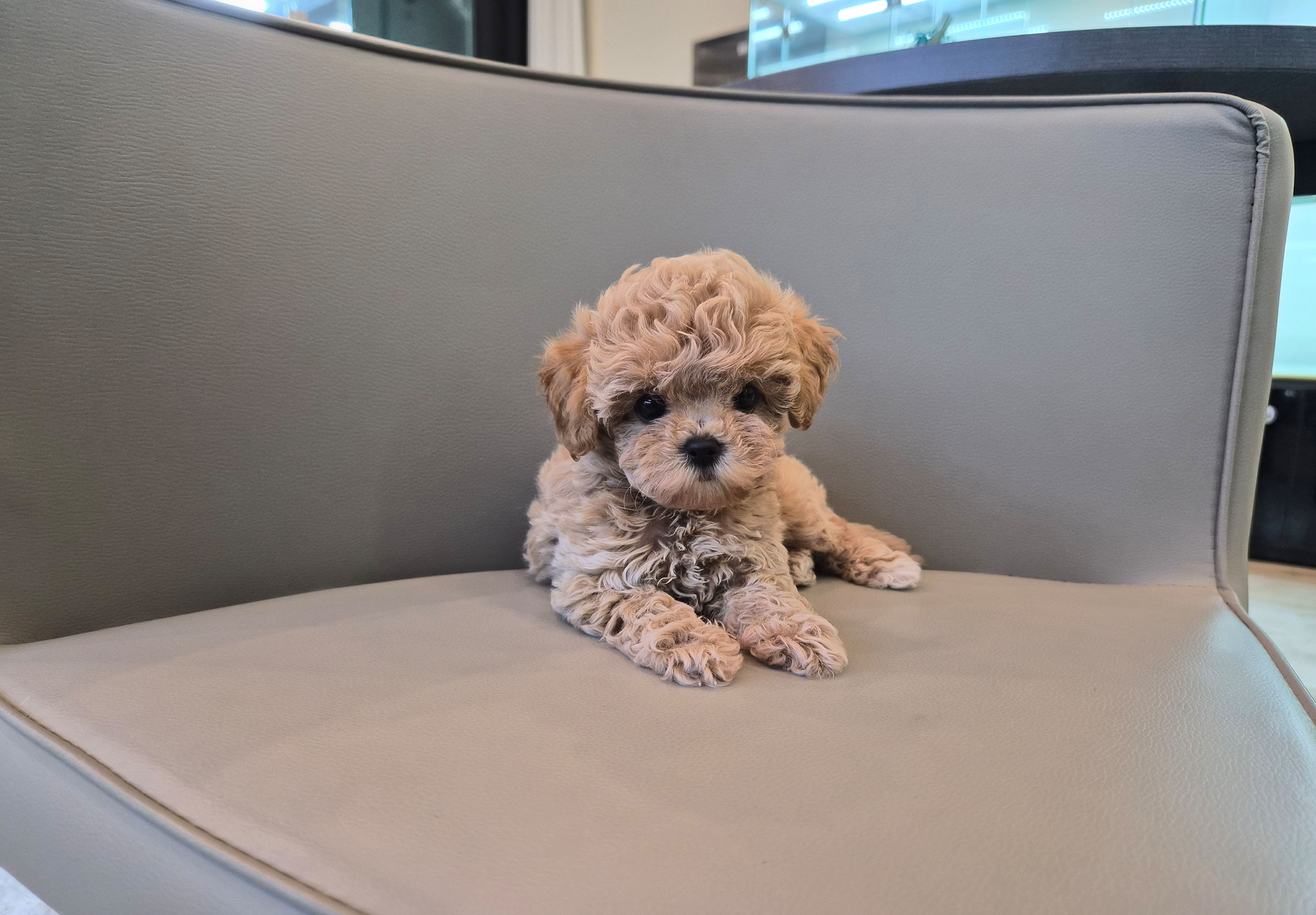 토이푸들