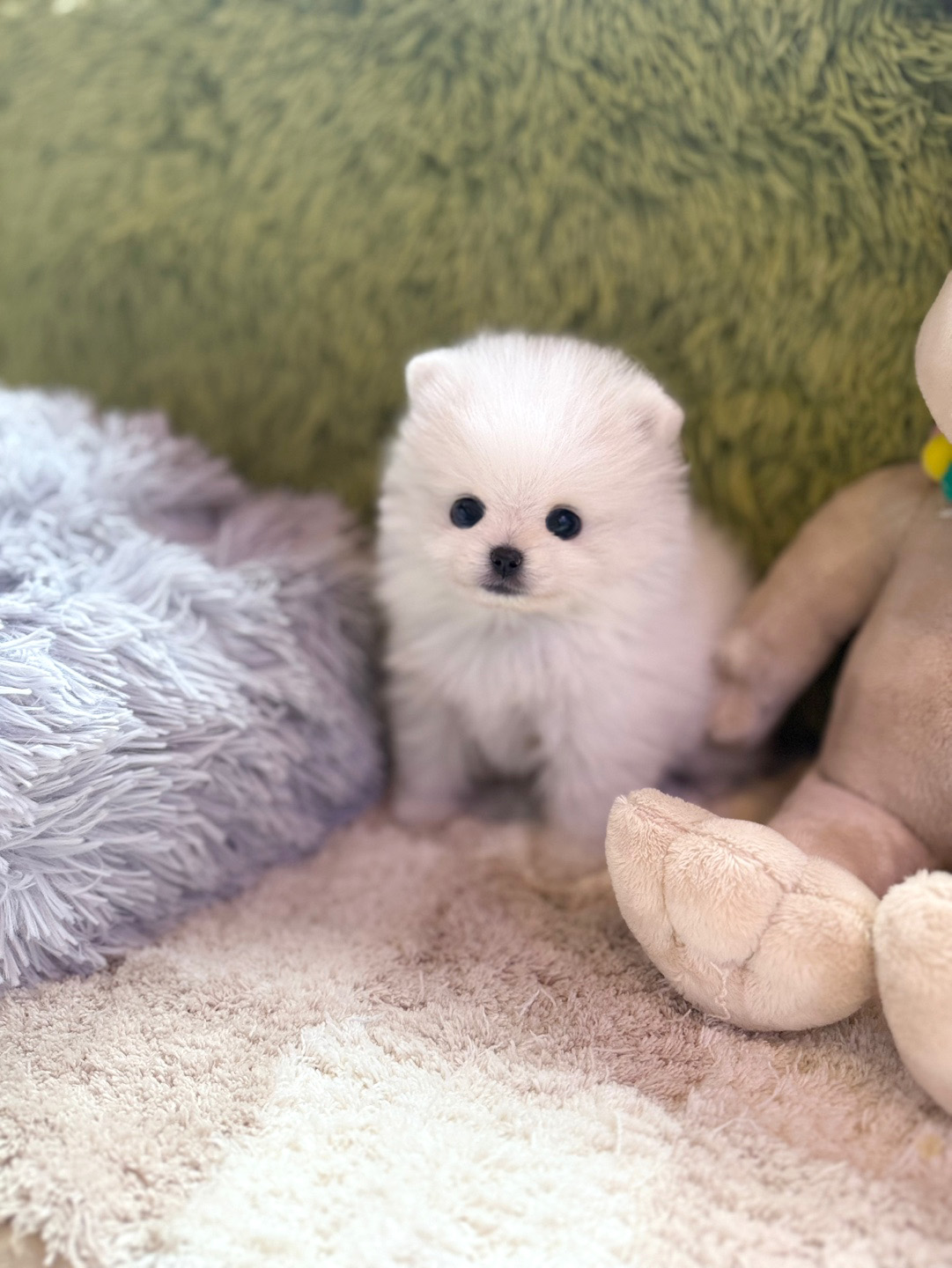 포메라니안(나나)(분양중)
